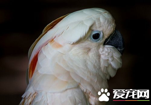 摩鹿加鳳頭鹦鹉成熟幾年 4到5歲時可達性成熟