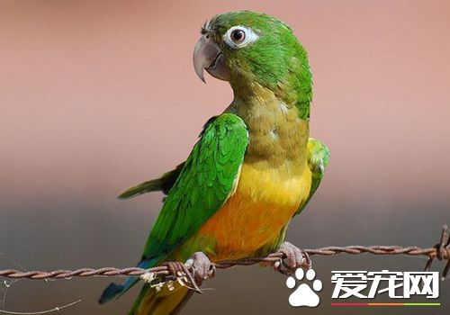 綠頰錐尾鹦鹉會說話嗎 有一定的說話能力的