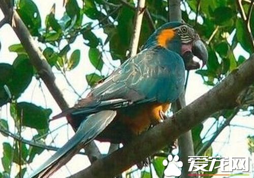 藍喉金剛鹦鹉會說話 會模仿人溫柔的聲音