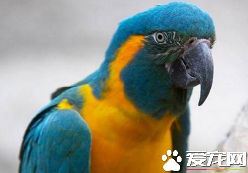 藍喉金剛鹦鹉會說話 會模仿人溫柔的聲音