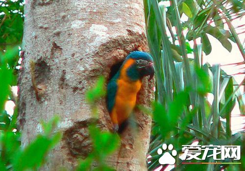 藍喉金剛鹦鹉是北京市保護動物嗎 是國家二級保護動物