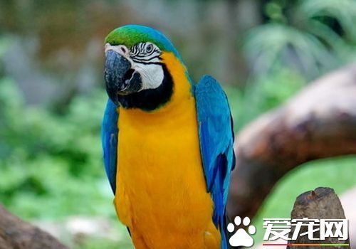藍喉金剛鹦鹉是北京市保護動物嗎 是國家二級保護動物