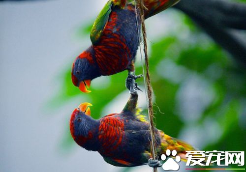 黑頂吸蜜鹦鹉如何分辨公母 公的鹦鹉體色比較紅