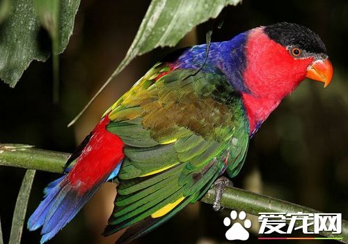 黑頂吸蜜鹦鹉如何分辨公母 公的鹦鹉體色比較紅