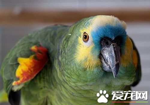藍頂亞馬遜鹦鹉和橙翅的區別 橙翅是體型最小鹦鹉