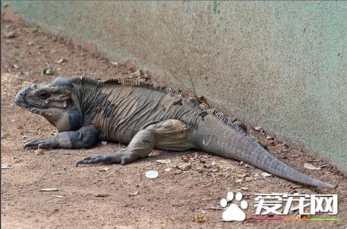 犀牛鬣蜥能長多大 最常見體型都在1米2左右