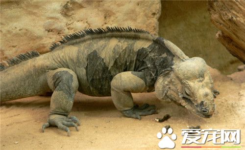 犀牛鬣蜥能長多大 最常見體型都在1米2左右