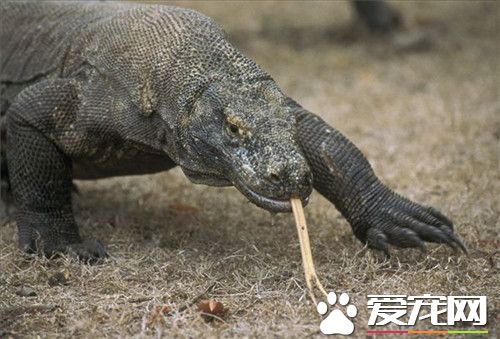 科莫多巨蜥是恐龍嗎 科莫多巨蜥是最大的蜥蜴
