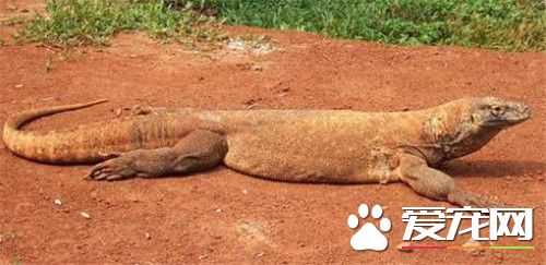 科莫多巨蜥有毒嗎 科莫多巨蜥是有毒的蜥蜴