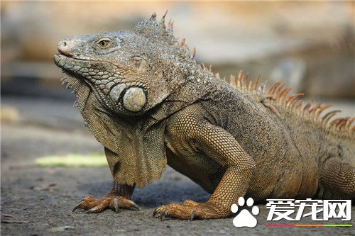 綠鬣蜥的生長速度 綠鬣蜥的生長速度迅速