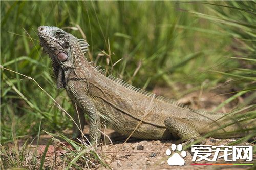 綠鬣蜥怎麼繁殖 綠鬣蜥繁殖需要注意的事項