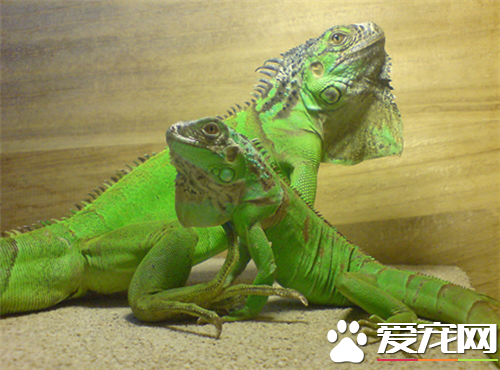綠鬣蜥喜歡吃什麼 綠鬣蜥喜歡吃高鈣綠色植物