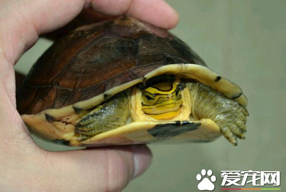 安布閉殼龜冬天怎麼辦 安布閉殼龜過冬的方式