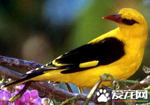黃鹂鳥是怎麼叫的 黃鹂鳥是大自然的歌唱家