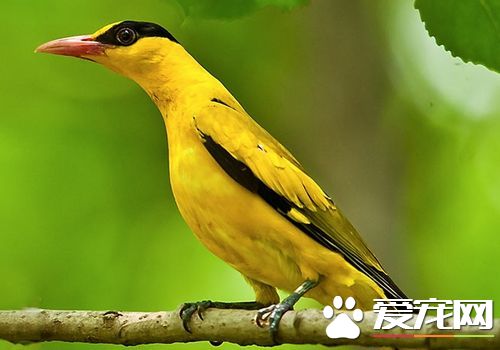 黃鹂鳥是什麼鳥 黃鹂鳥是家庭飼養的上乘鳥