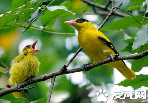 黃鹂鳥的特征 黃鹂鳥雌雄的識別方法