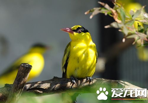 黃鹂鳥的樣子 黃鹂鳥的外形羽色艷麗