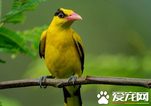黃鹂鳥的特點 黃鹂的嘴峰略呈弧形稍向下曲
