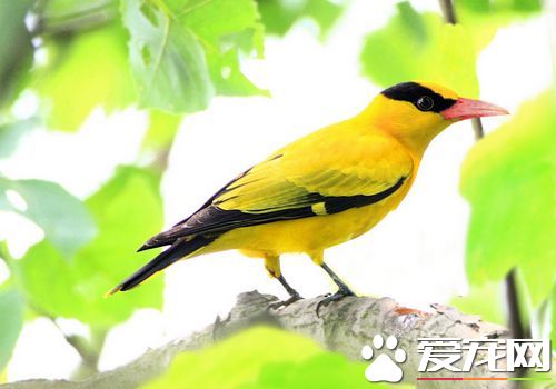 黃鹂鳥的特點 黃鹂的嘴峰略呈弧形稍向下曲
