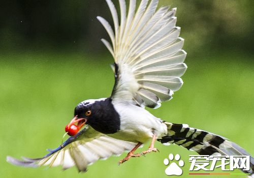 紅嘴藍鵲是保護動物嗎 是國家二級保護動物