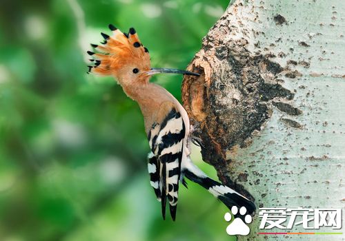 戴勝鳥的習性 以蟲類為食在樹上的洞內做窩