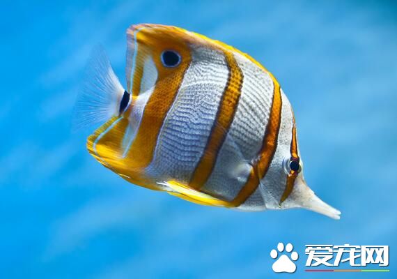 什麼熱帶魚最漂亮 推薦幾種漂亮的熱帶魚