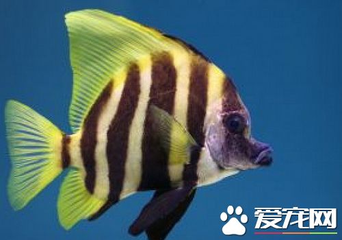 熱帶魚招財吃什麼 招財魚屬於是雜食性動物