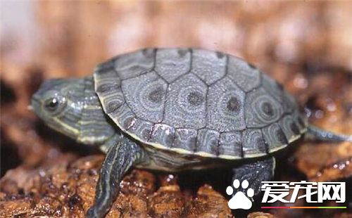烏龜生活在哪裡 烏龜是變溫動物麼