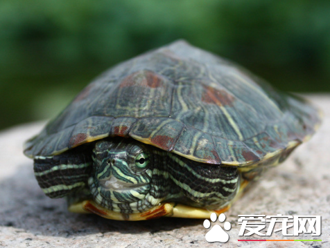 烏龜可以活多少年 自然生命一般為150年