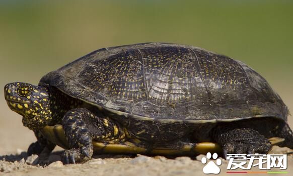 烏龜和海龜的區別 烏龜殼略扁平背腹甲固定