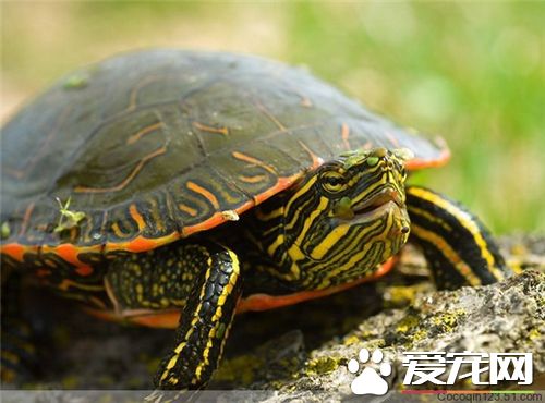 烏龜和海龜的區別 烏龜殼略扁平背腹甲固定