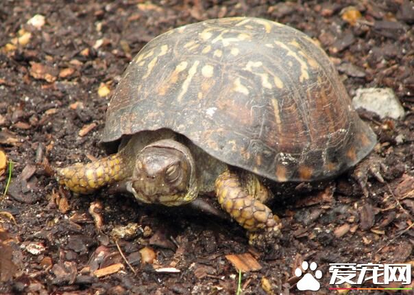 烏龜是什麼動物 烏龜其實是古老的爬行動物