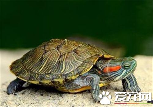 家裡養的烏龜喂什麼 水龜喜吃生的葷食