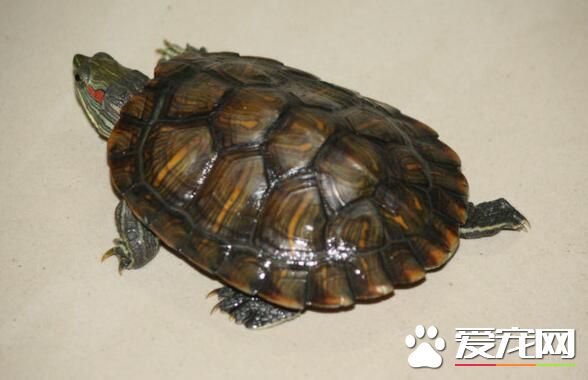 孕婦為什麼不能養烏龜 烏龜其實是可以飼養的
