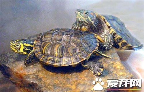 烏龜怎麼樣過冬 在15度以下開始進入冬眠