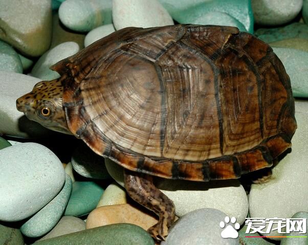 烏龜和甲魚的區別 烏龜體表具有特殊的龜殼