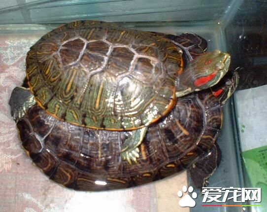 適合新手養的烏龜 巴西龜非常適合新手飼養