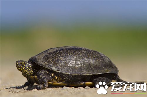 烏龜有幾條腿 正常情況烏龜一共只有四條腿