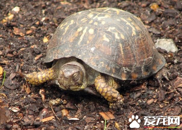 烏龜有靈性嗎 烏龜是古代的祥獸之一