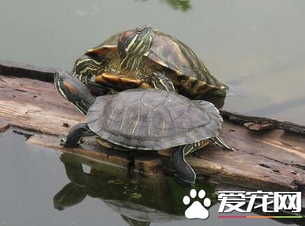 世界上最大的烏龜 象龜是世界上最大的烏龜