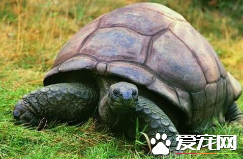 世界上最大的烏龜 象龜是世界上最大的烏龜