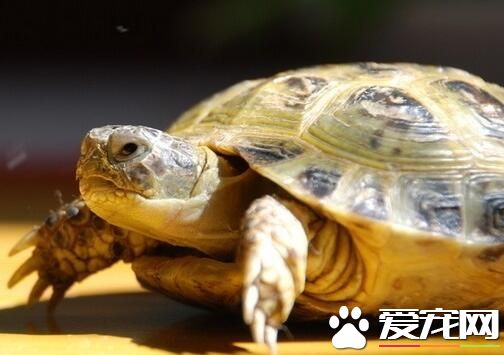 烏龜怎麼養才能下蛋 七八月時產卵的高峰期