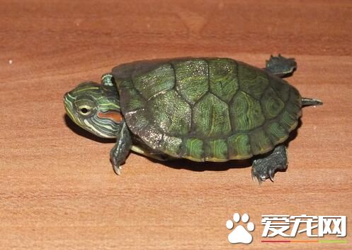 烏龜是什麼顏色的 陸龜顏色為深綠色和棕色