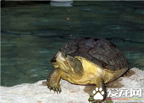 養烏龜用什麼過濾器 推薦8到10厘米水位加沉木