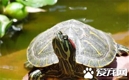 烏龜養在什麼地方 養烏龜對周圍環境的要求