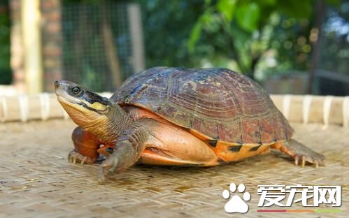 烏龜適合養在哪裡 養烏龜可以用臉盆飼養
