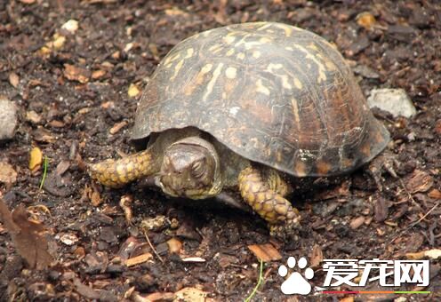 烏龜適合養在哪裡 養烏龜可以用臉盆飼養