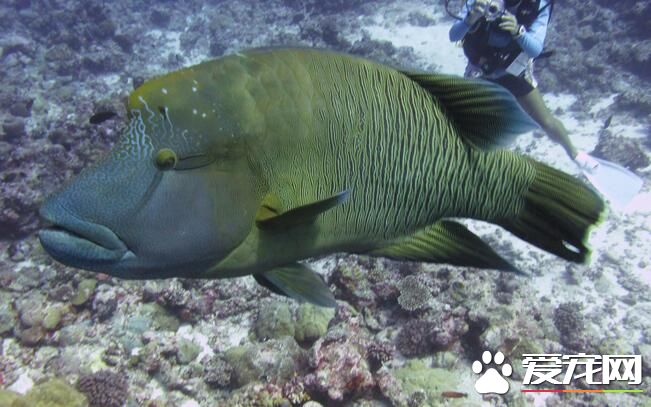 熱帶魚下崽怎麼辦 在臨產前母魚會焦躁不安