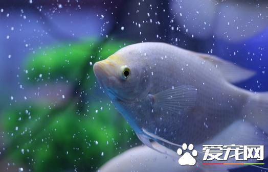 熱帶魚招財貓吃什麼 喜歡吃的東西主要有泥鳅