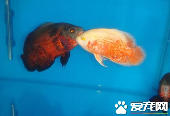 熱帶魚缺氧怎麼辦 熱帶魚缺氧的原因